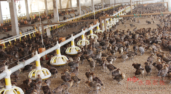 Guangdong  Heyuan Sows Chicken Farm Project