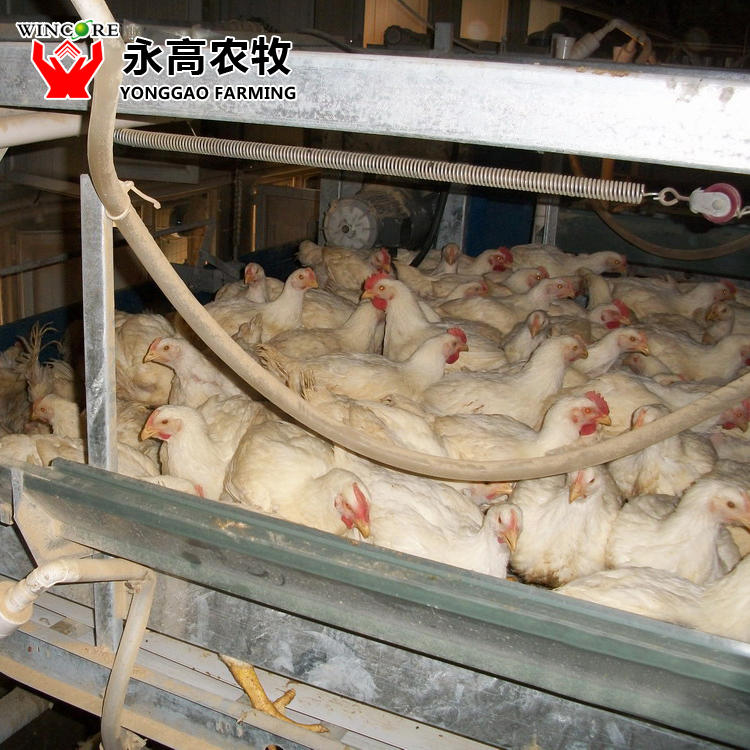 H Tier Broiler Cage