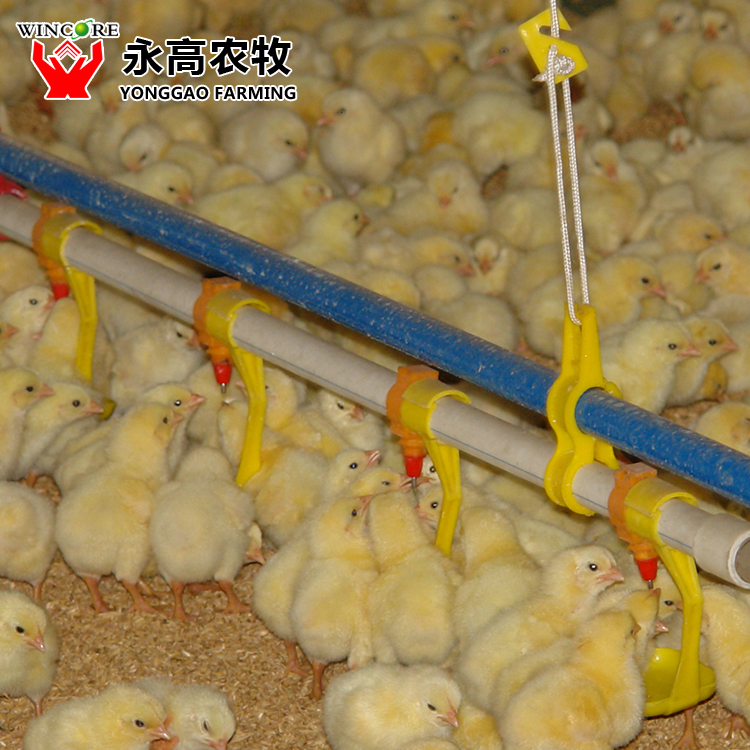 Poultry Drinking System