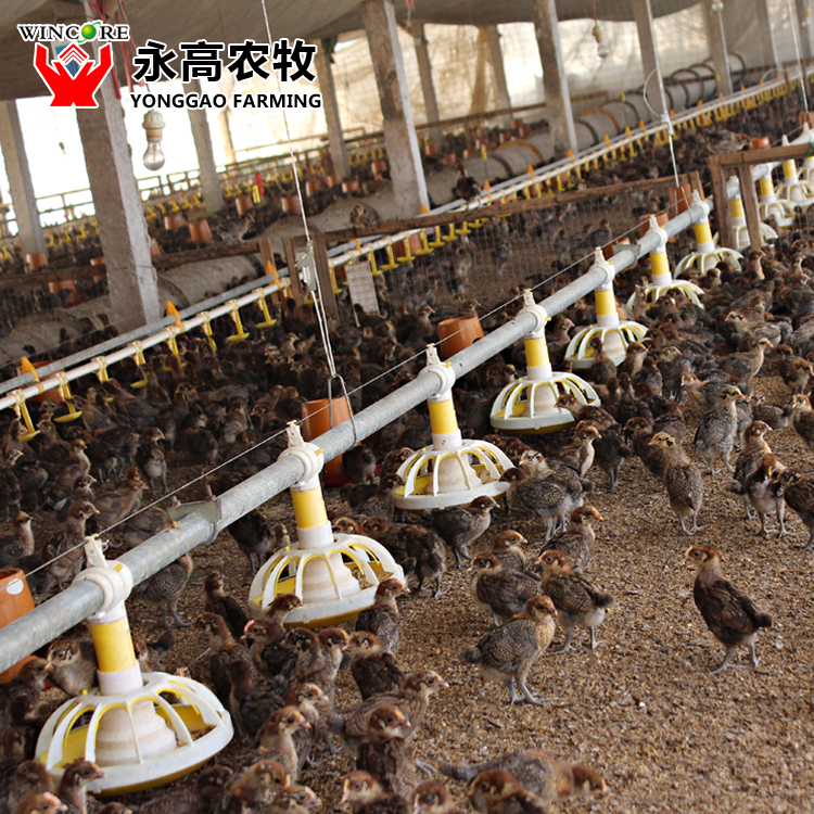 Auto Broiler Feeding System