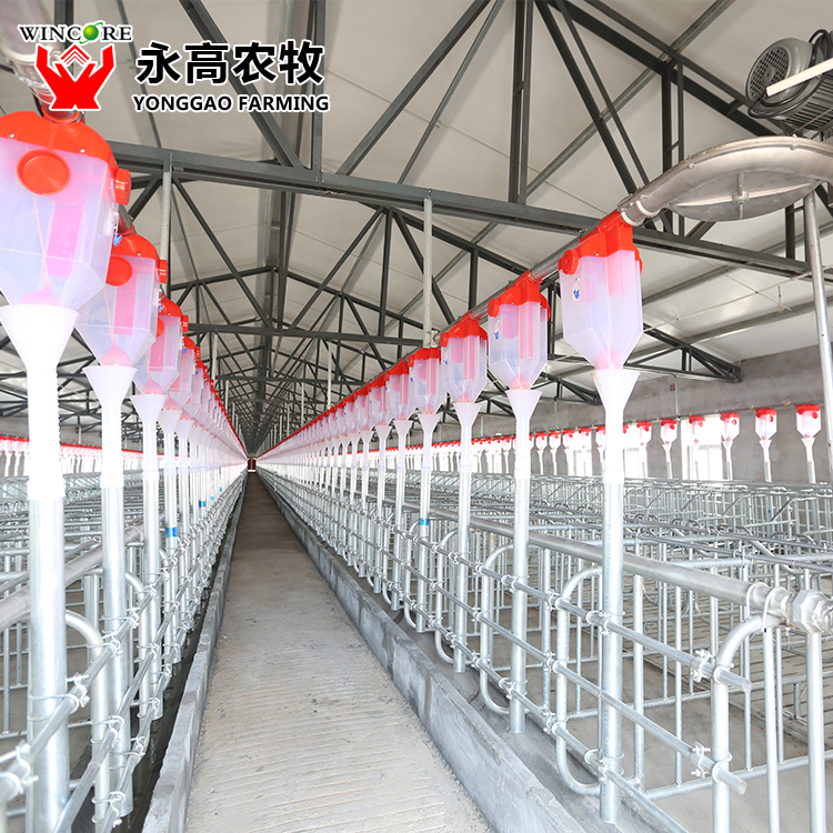 Pig Auto Feeding System 